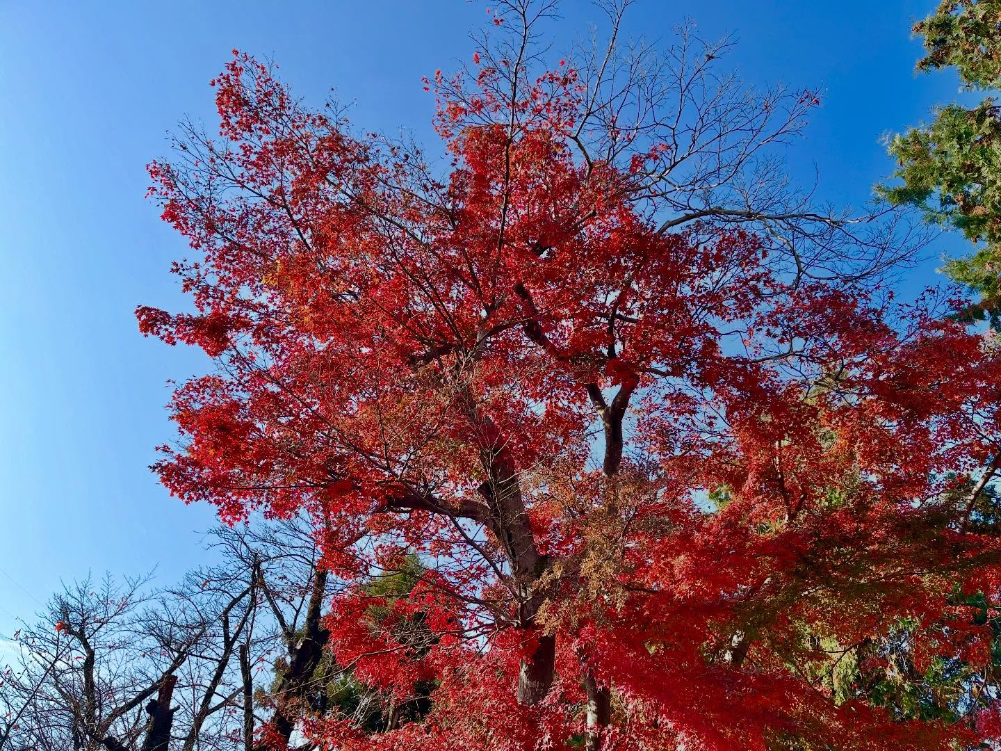 【12/1(月)営業です!】