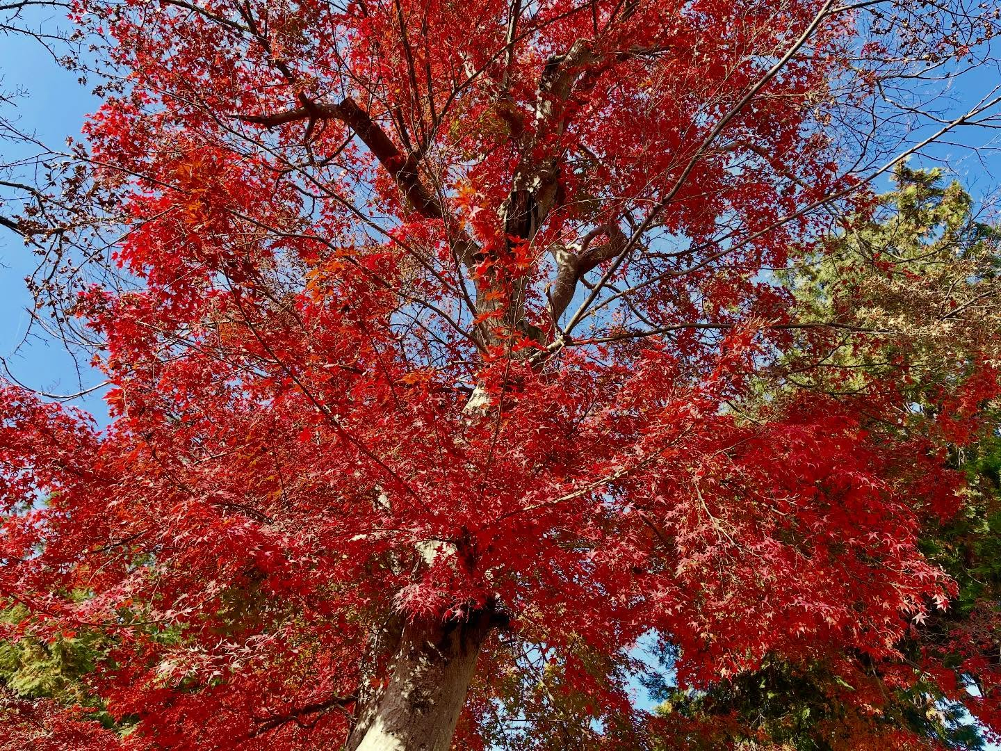 【12/1(月)営業です!】