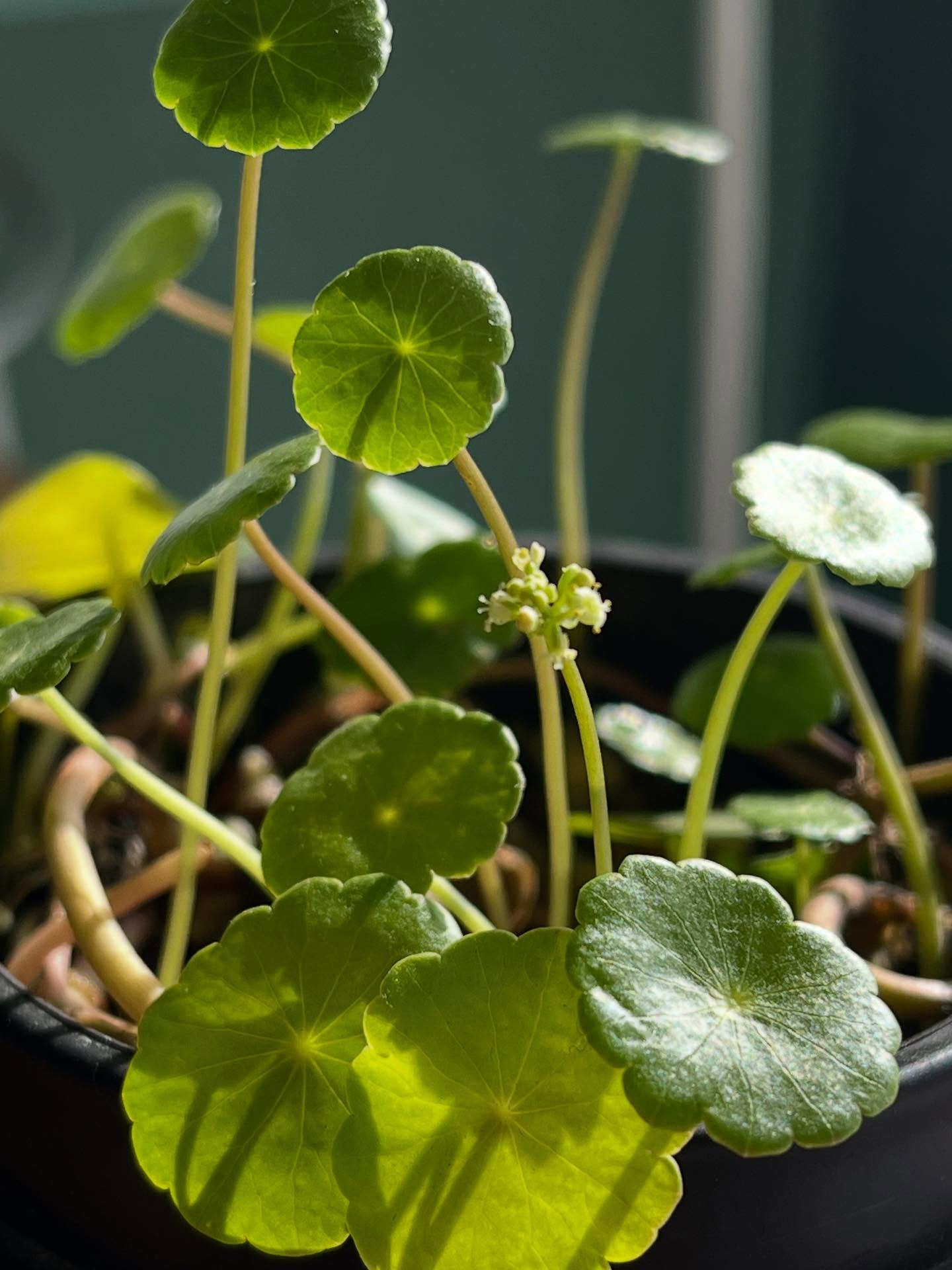 【1/6(火)営業です！】