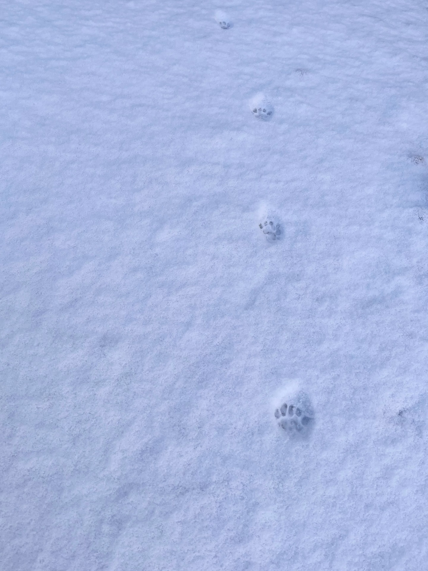 【小さなお客様の跡】