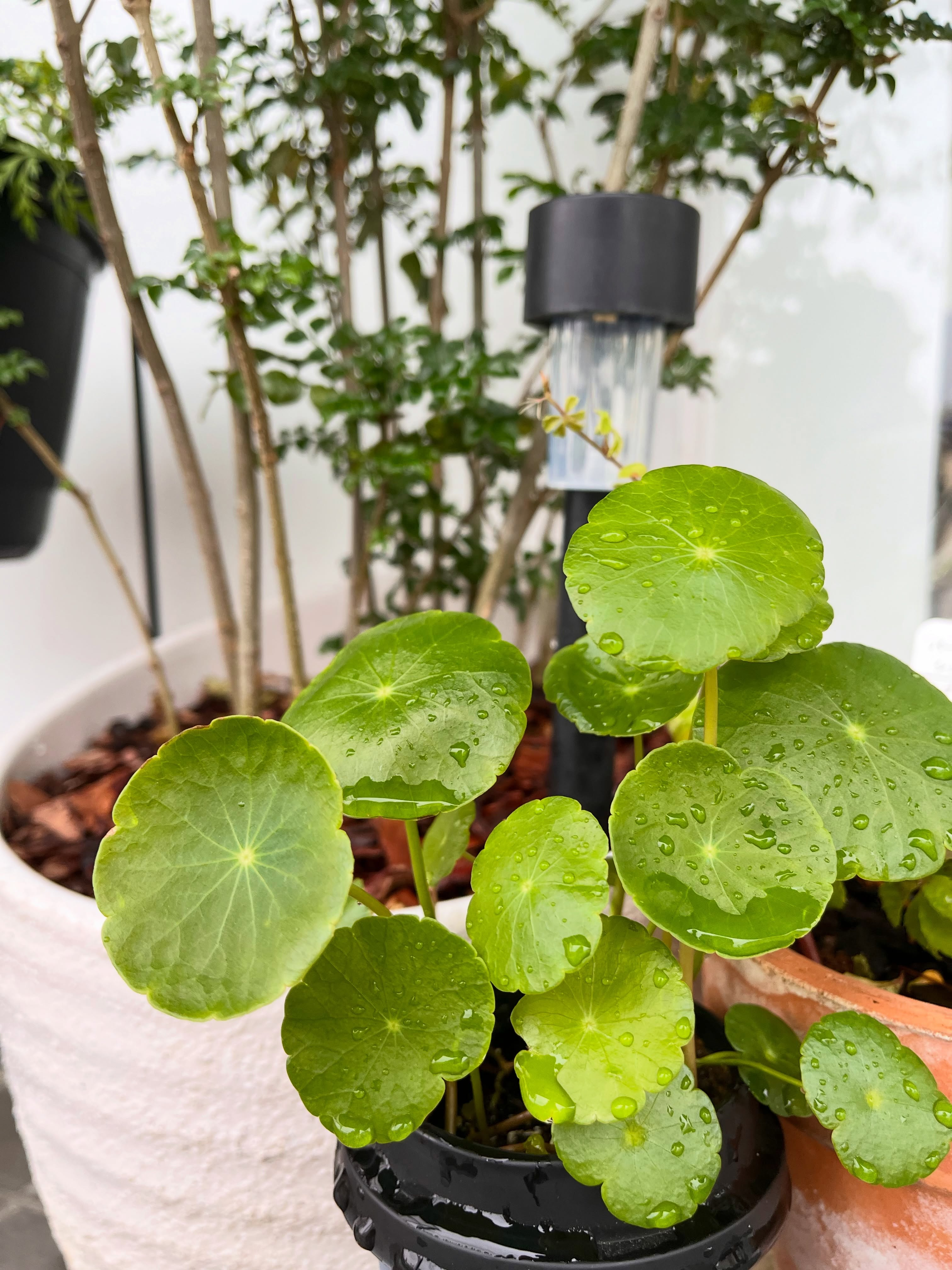 【梅雨入りも目前】
